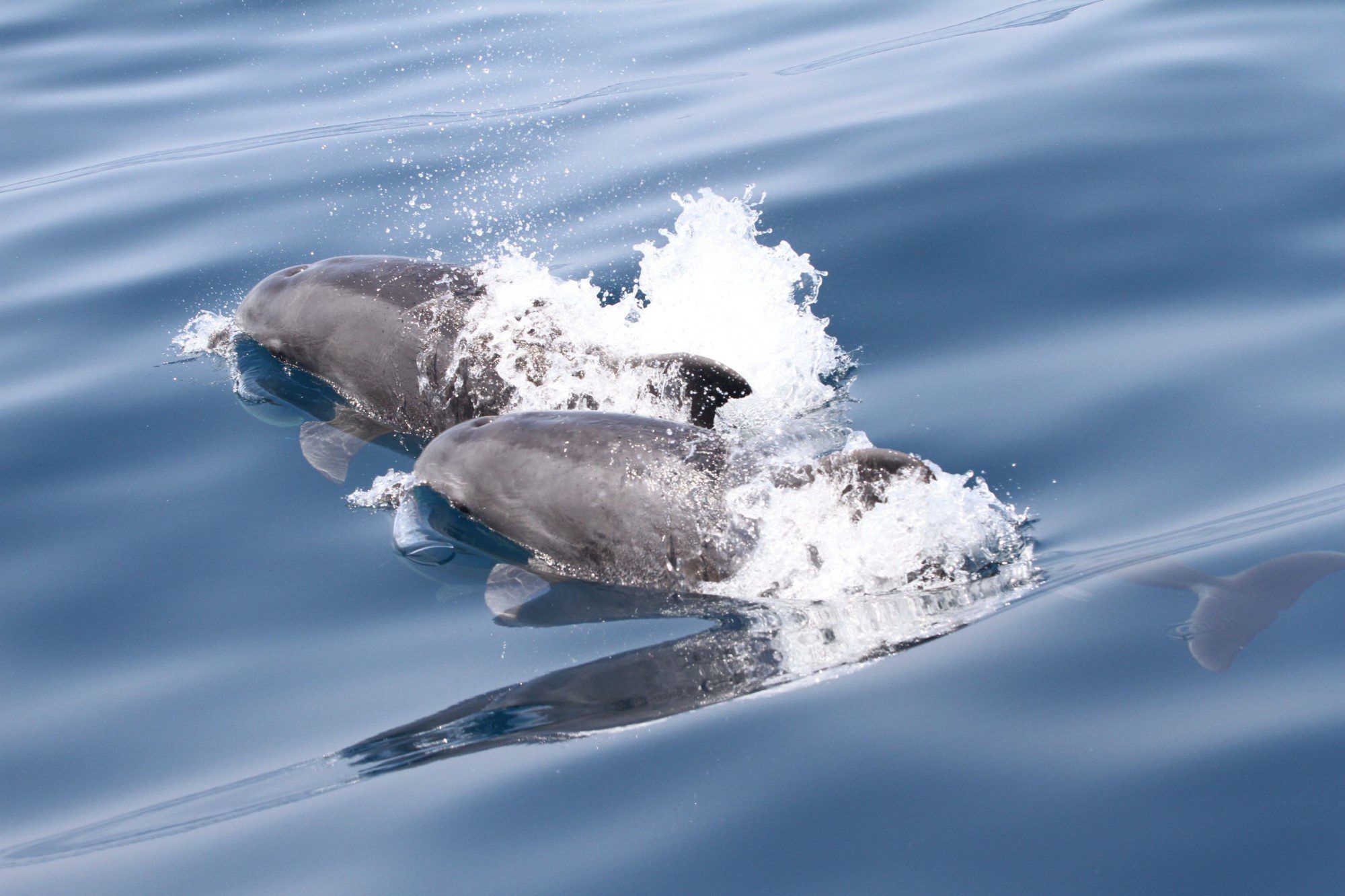 Protecting a Treasure: The Efforts to Save Montenegro's Boka Bay Dolphins